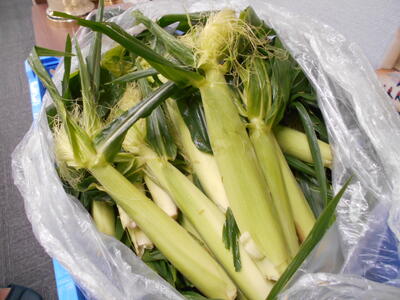 How to Preserve Corn Husks for Crafts